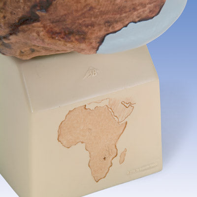 Antropologisk kranie, Homo rhodesiensis