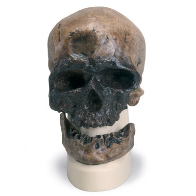 Anthropological skull, Cro-Magnon, Homo sapiens