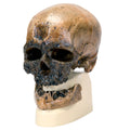 Anthropological skull, Cro-Magnon, Homo sapiens