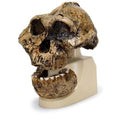 Antropologisk kranie, Paranthropus boisei