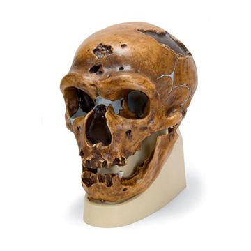 Antropologisk kranie, Homo sapiens neanderthalensis