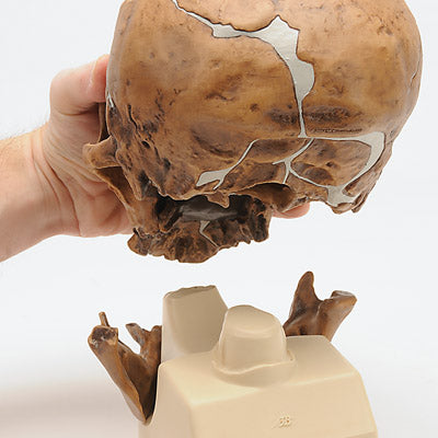 Antropologisk kranie, Homo sapiens neanderthalensis