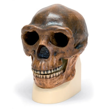 Antropologisk kranie, Homo erectus
