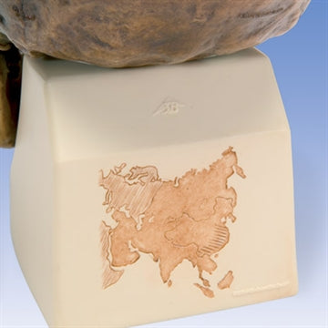 Antropologisk kranie, Homo erectus