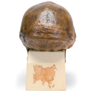 Antropologisk kranie, Homo erectus