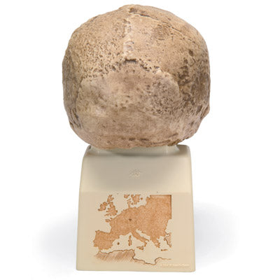 Antropologisk kranie, Homo heidelbergensis