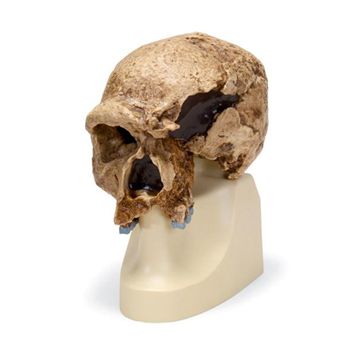 Antropologisk kranie, Homo heidelbergensis