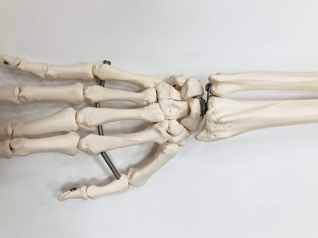 Skeletdel som viser hele højre arm med et meget bevægeligt skulderled (inkl. skulderblad og kraveben)