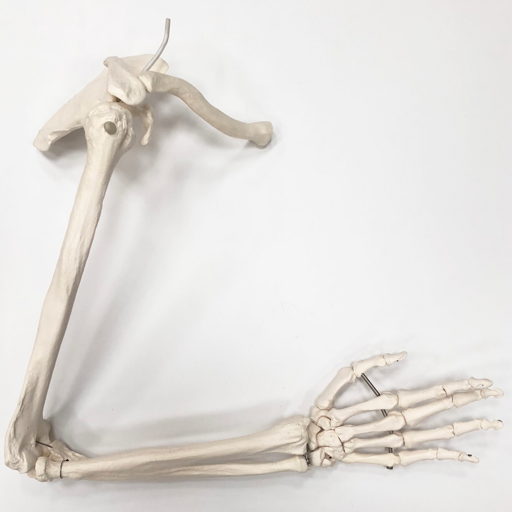 Skeletdel som viser hele højre arm med et meget bevægeligt skulderled (inkl. skulderblad og kraveben)