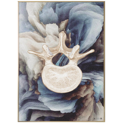 Anatomisk kunstplakat vertebrae on Blues - eAnatomi