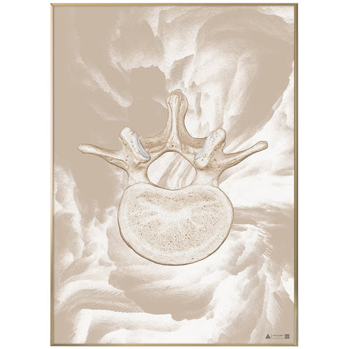 Anatomisk kunstplakat vertebrae off White - eAnatomi