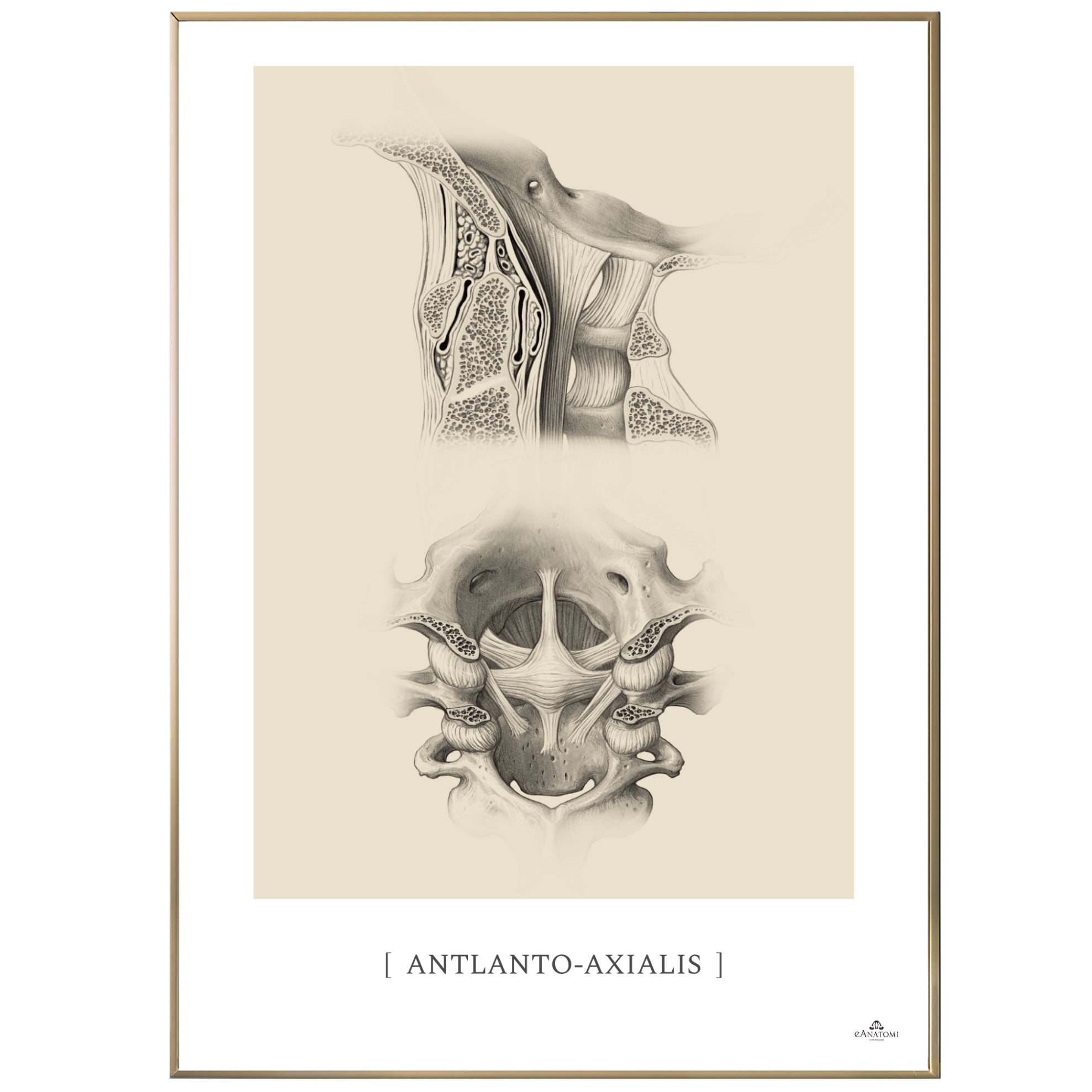 Anatomisk kunstplakat, atlanto axialis © eAnatomi