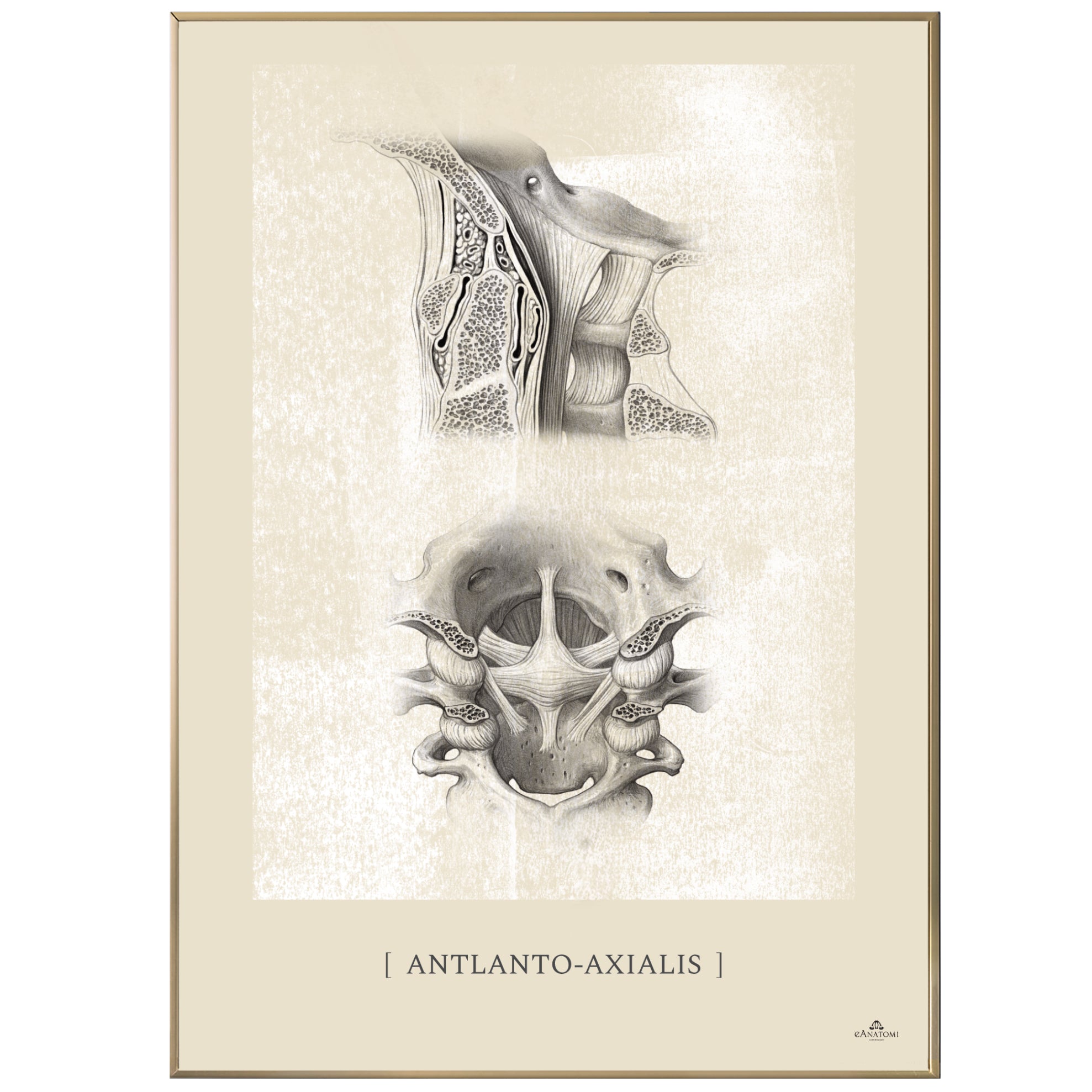 Anatomisk kunstplakat, atlanto axialis white chalk © eAnatomi