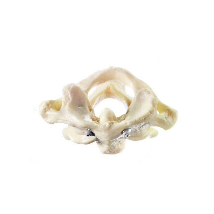 Anatomical model of atlas and axis with extremely realistic bone tissu ...
