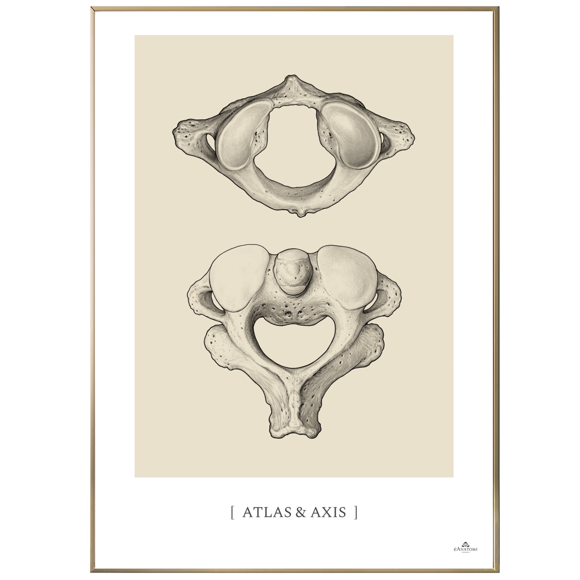 Anatomisk kunstplakat, atlas og axis © eAnatomi