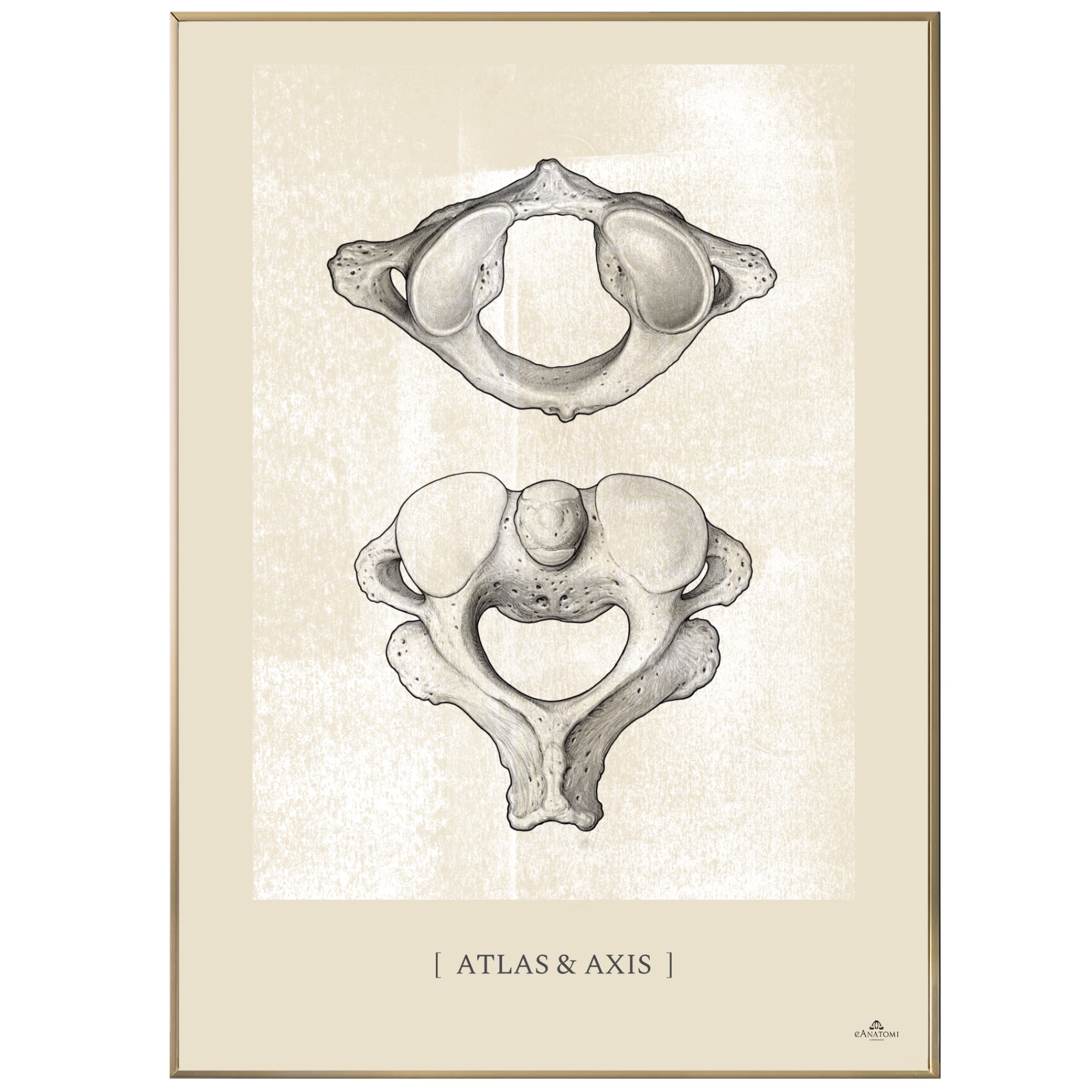 Anatomisk kunstplakat, atlas og axis white chalk © eAnatomi