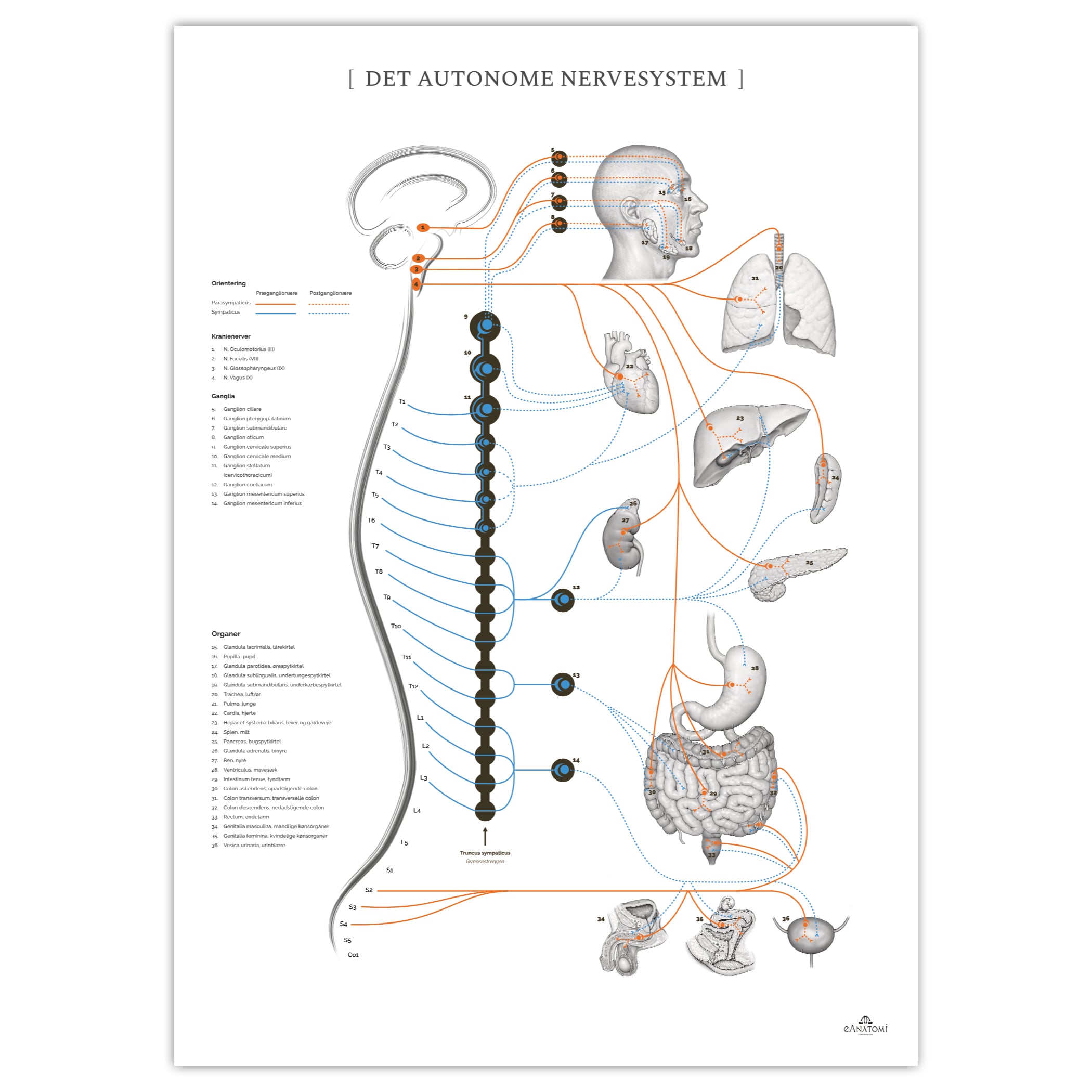 Det autonome nervesystem m. annotationer © eAnatomi