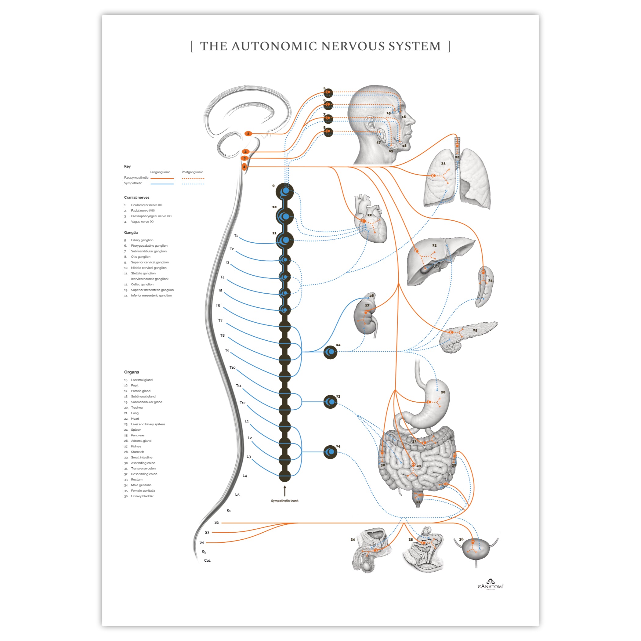 Det autonome nervesystem m. annotationer © eAnatomi