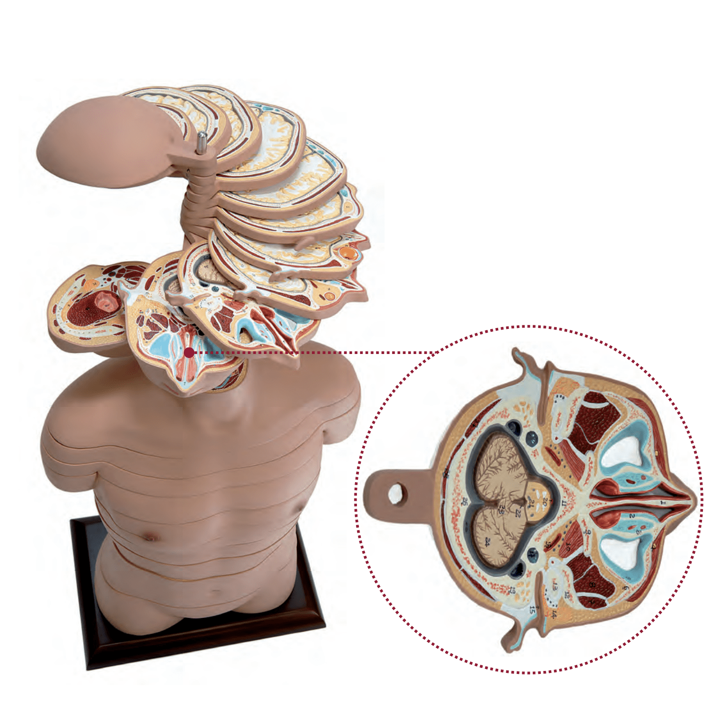 MRI torso, 24 snitflader, 90 cm - eAnatomi