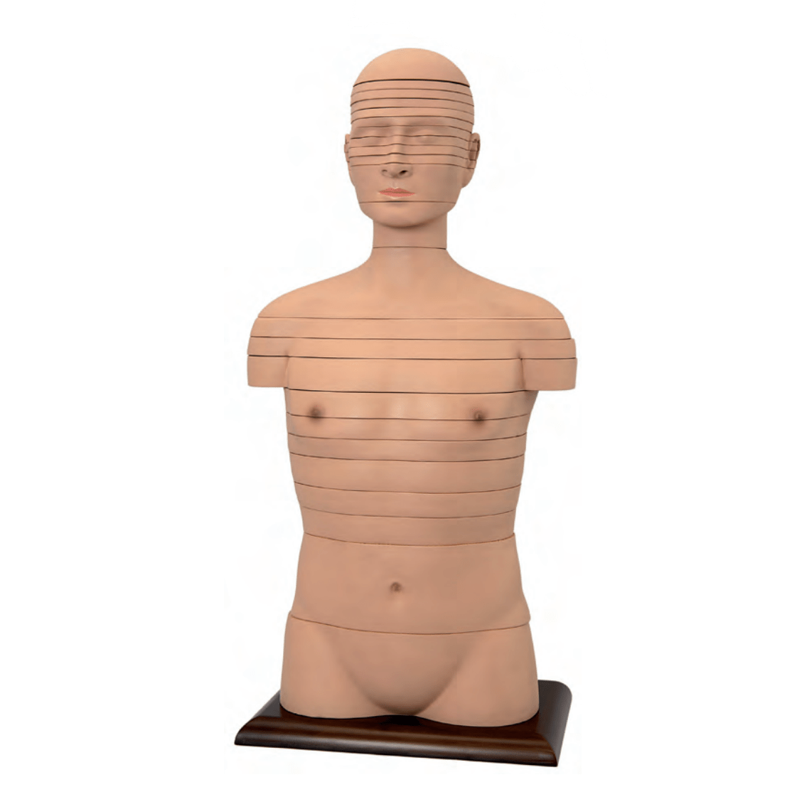 MRI torso, 24 snitflader, 90 cm - eAnatomi
