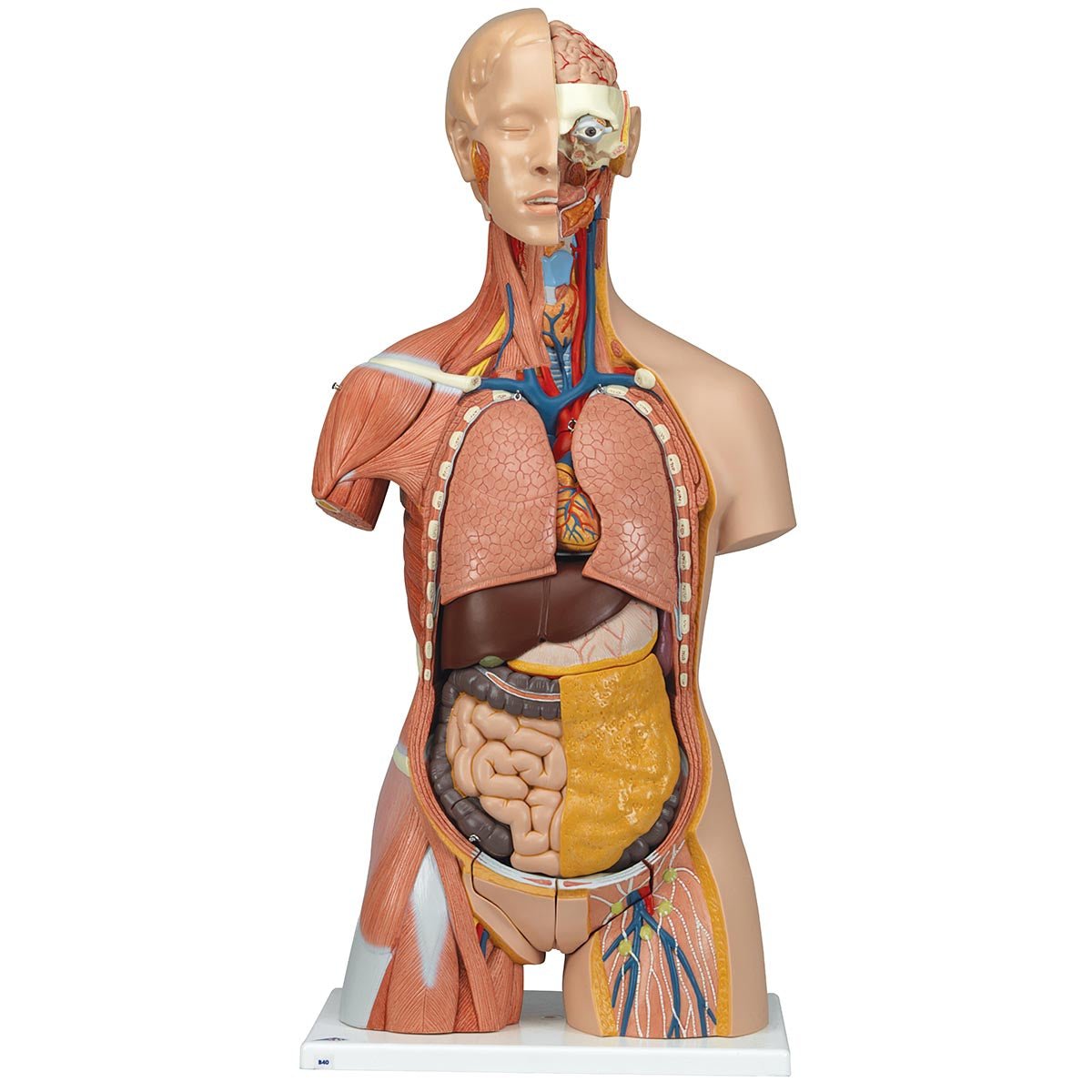 Torso, begge køn m. åben ryg, 30 dele, 87 cm - eAnatomi