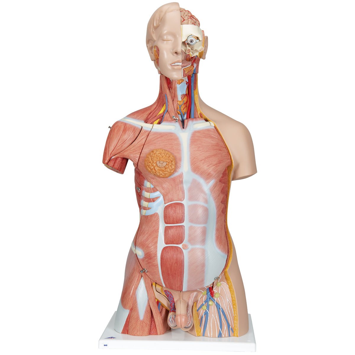 Torso, begge køn m. åben ryg, 30 dele, 87 cm - eAnatomi
