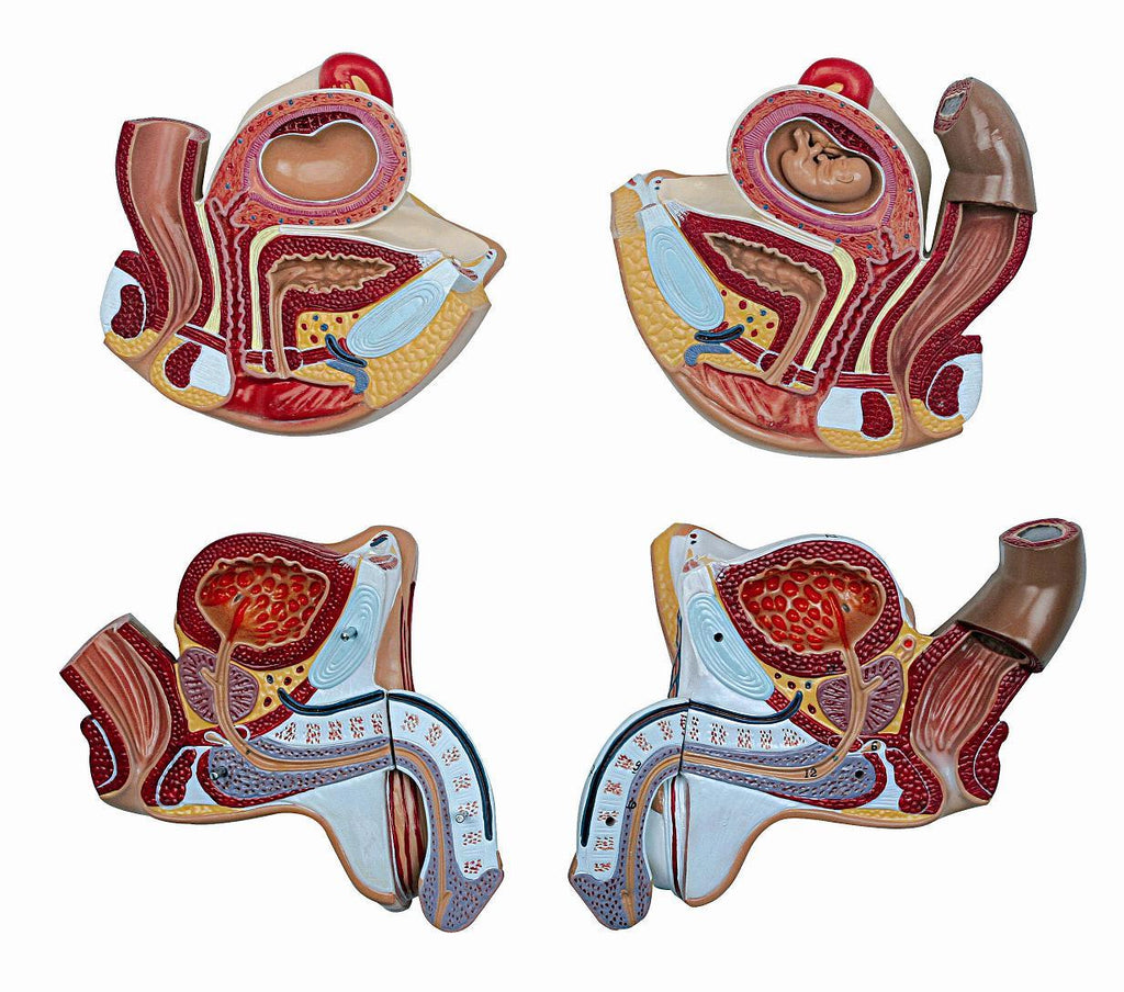 Complete torso with 27 removable parts, open back, muscles, a fetus and interchangeable genitalia