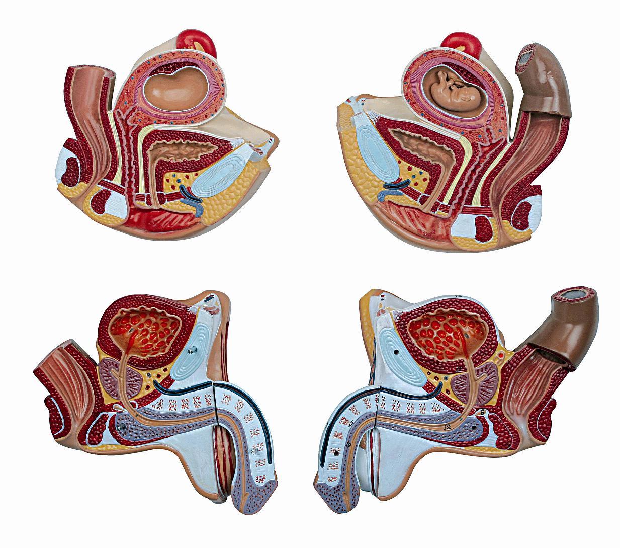 Complete torso with 27 removable parts, open back, muscles, a fetus and interchangeable genitalia