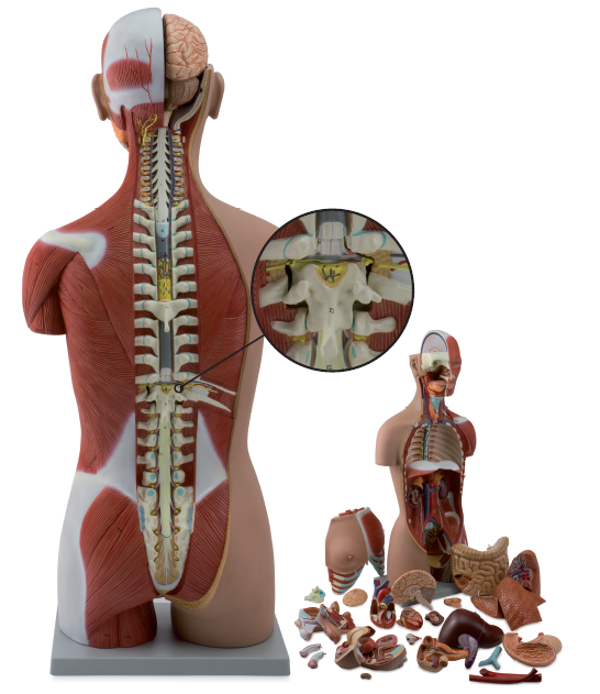 Complete torso with 27 removable parts, open back, muscles, a fetus and interchangeable genitalia