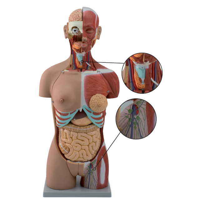 Complete torso with 27 removable parts, open back, muscles, a fetus and interchangeable genitalia