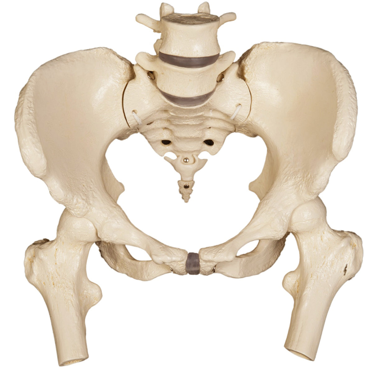 Bækkenmodel med bevægelige SI-led og femurhoveder