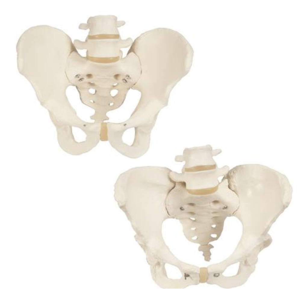Set of 2 models showing the male and female joints and bones in the pelvis