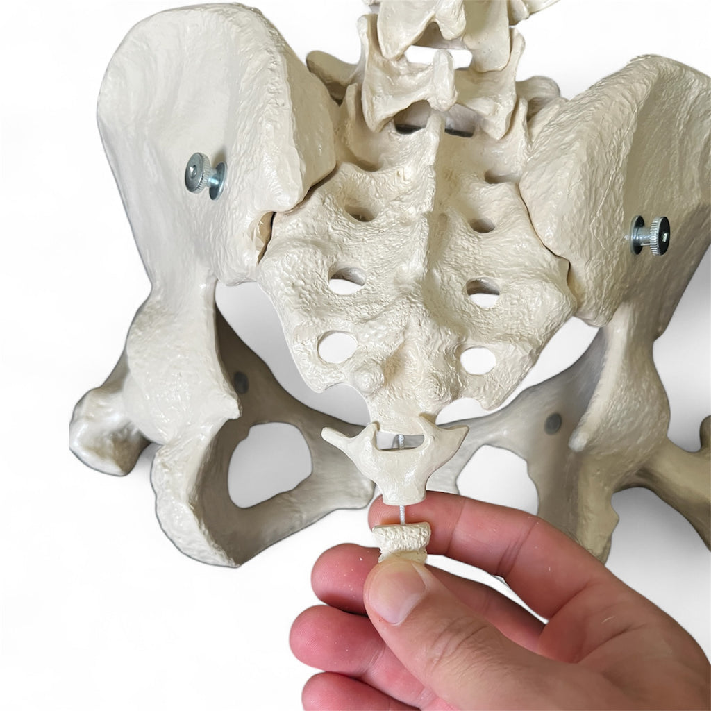 Pelvic model showing bones and joints in the woman's pelvis