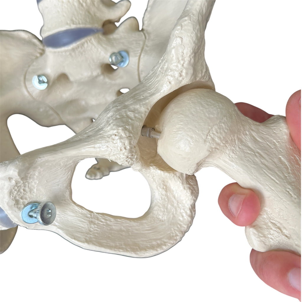 Pelvic model showing bones and joints in the woman's pelvis