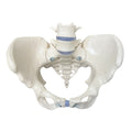 Pelvic model showing bones and joints in the woman's pelvis