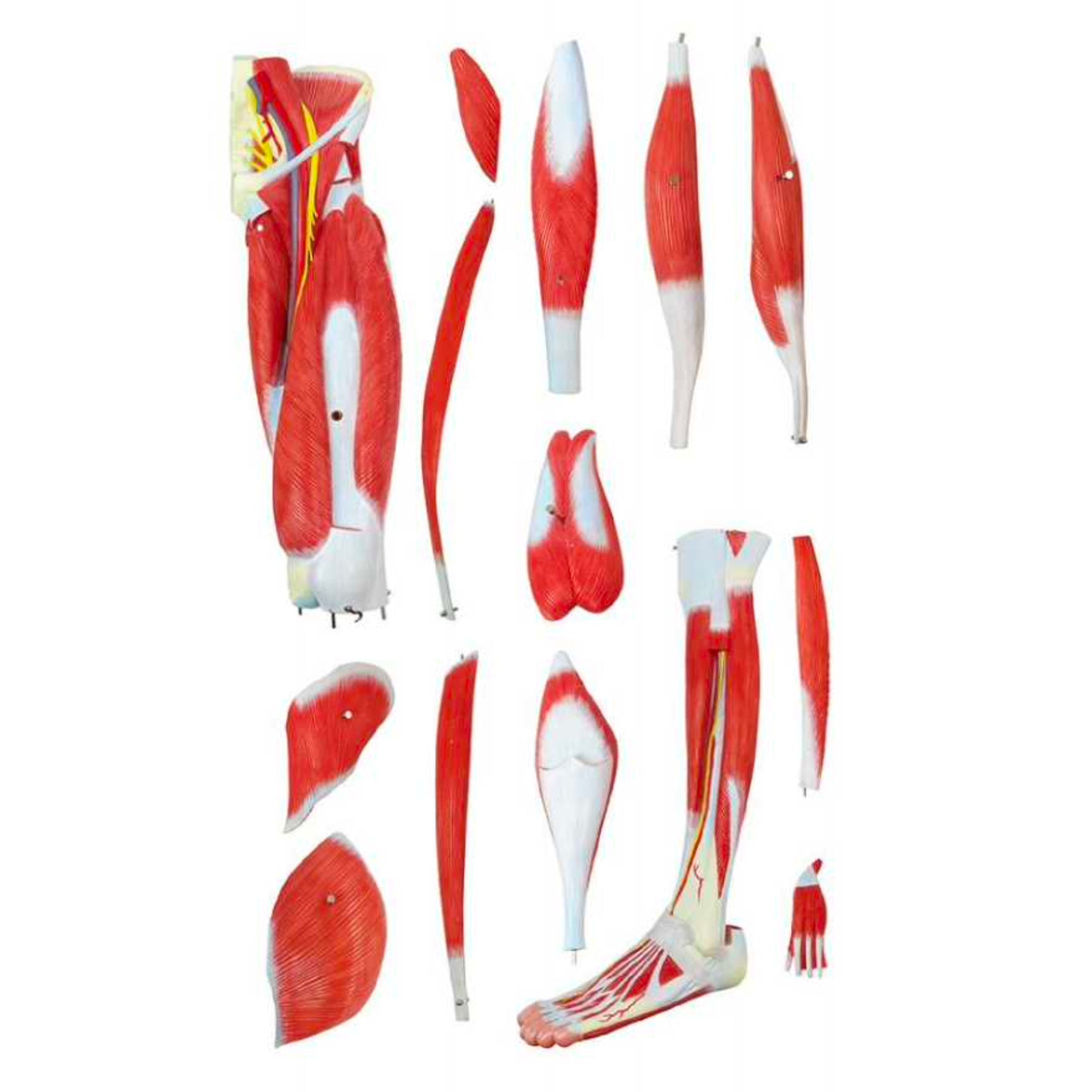 Model af underekstremiteten m. muskler, nerver og kar, anatomisk model i 14 dele