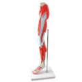Model af underekstremiteten m. muskler, nerver og kar, anatomisk model i 14 dele