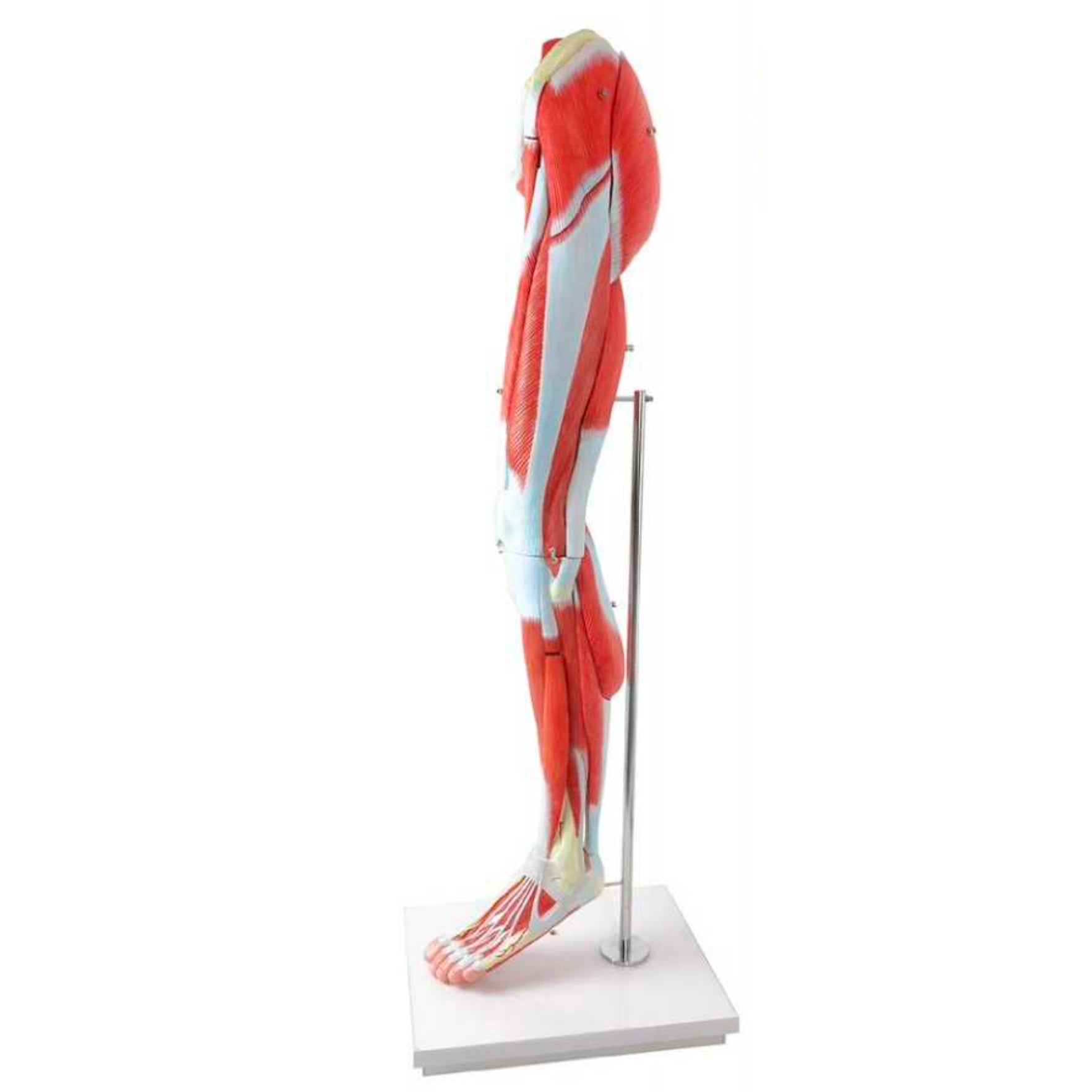 Model af underekstremiteten m. muskler, nerver og kar, anatomisk model i 14 dele