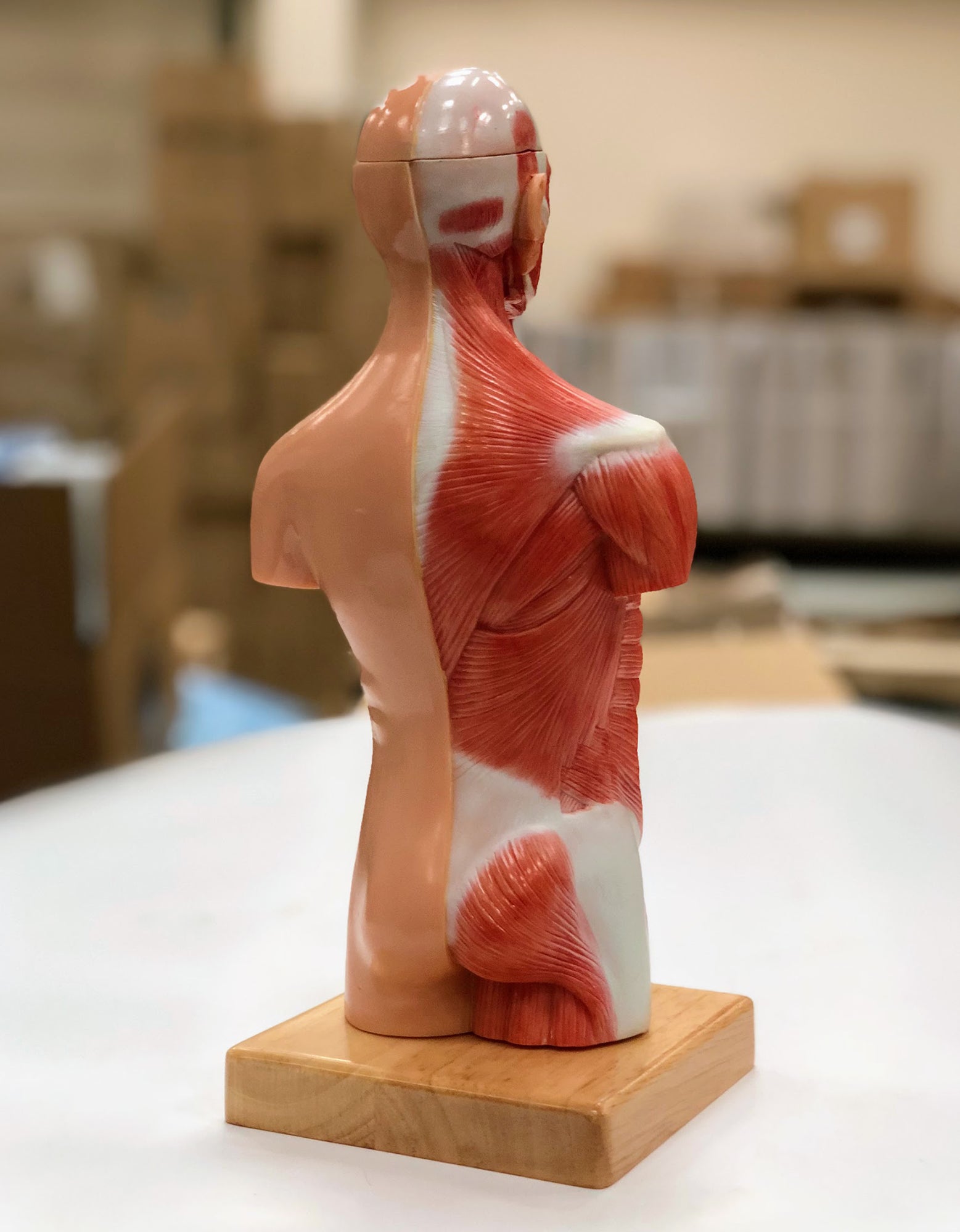 Miniature torso, kønsløs, 14 dele, 26 cm - eAnatomi