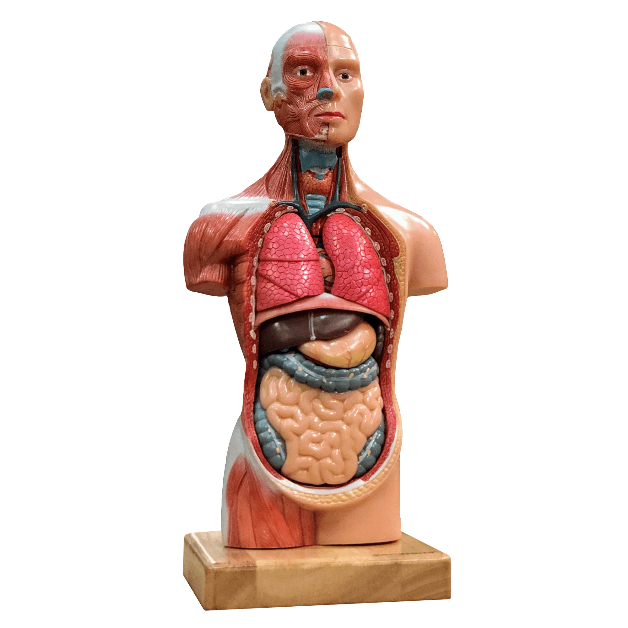 Miniature torso, kønsløs, 14 dele, 26 cm - eAnatomi