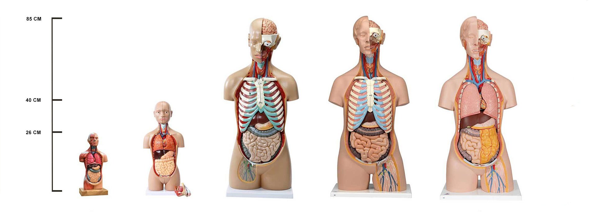 Miniature torso, kønsløs, 14 dele, 26 cm - eAnatomi