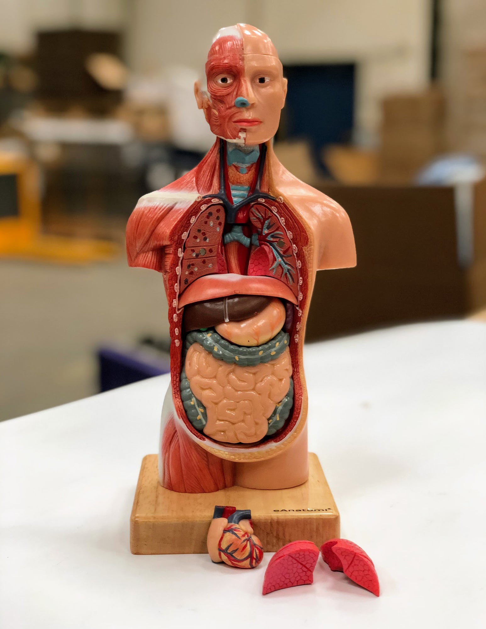 Miniature torso, kønsløs, 14 dele, 26 cm - eAnatomi