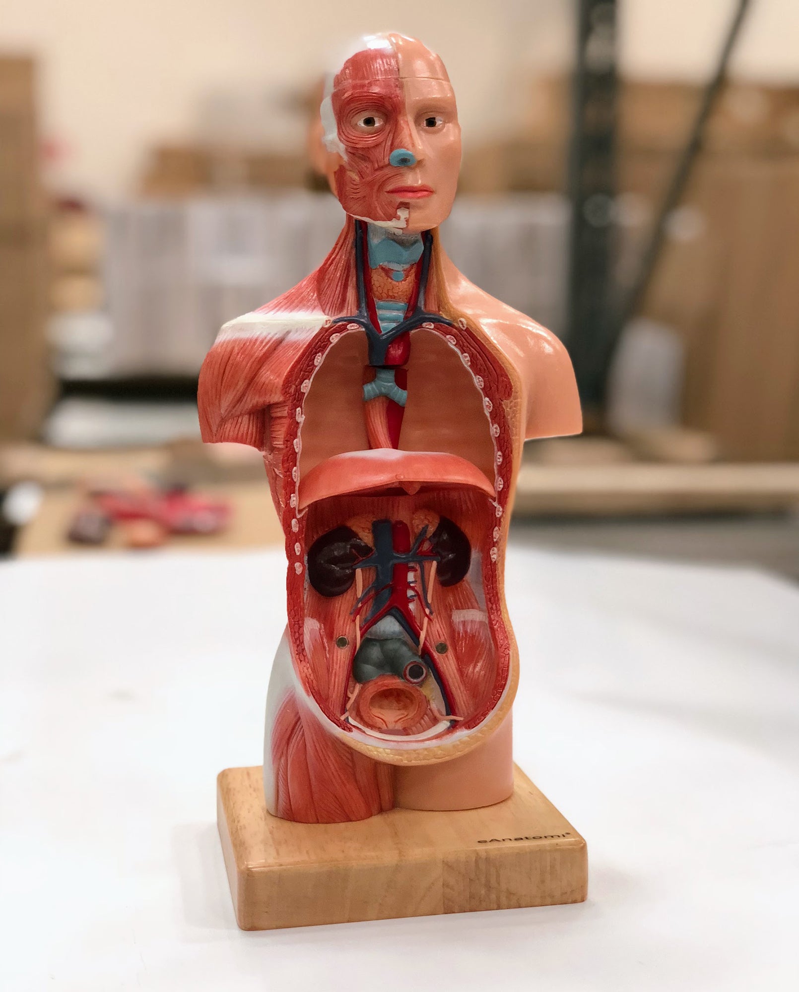 Miniature torso, kønsløs, 14 dele, 26 cm - eAnatomi