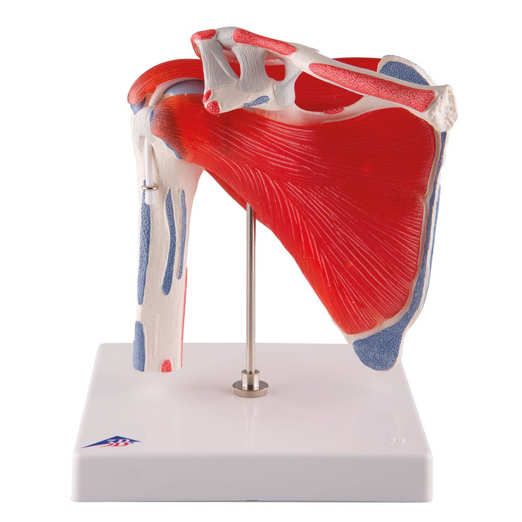 Shoulder Model Dynamic Flexible shoulder model with muscles and ligaments in eAnatomi.com
