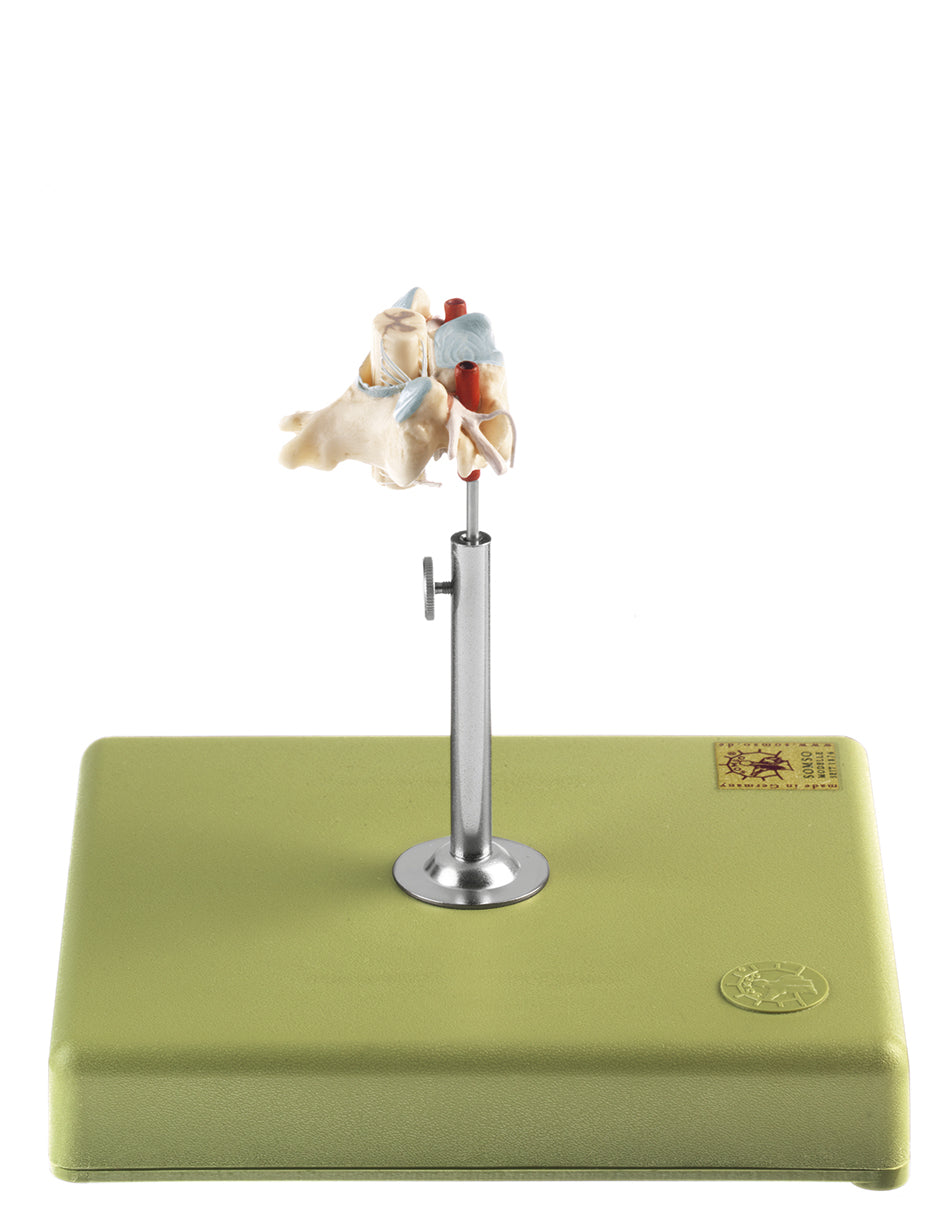 Cervical vertebra w. spinal nerves and vessels