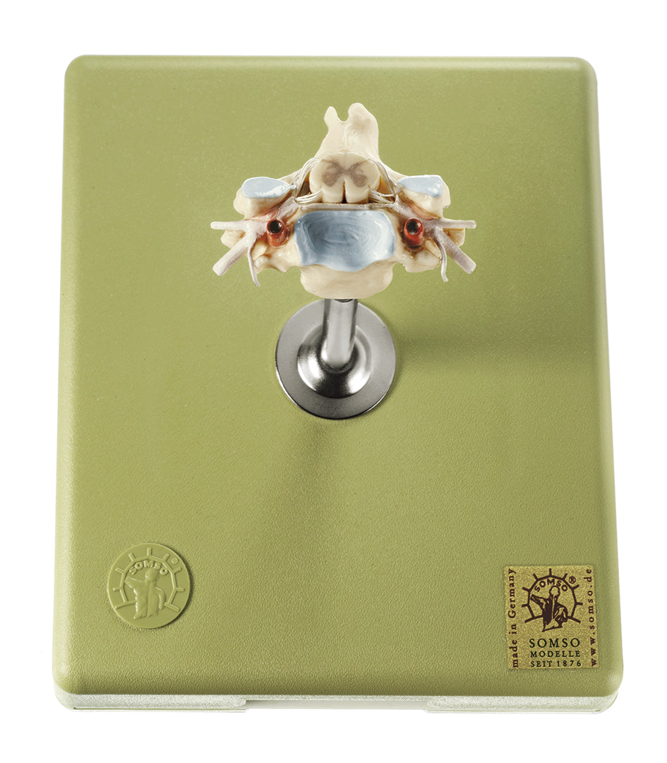 Cervical vertebra w. spinal nerves and vessels