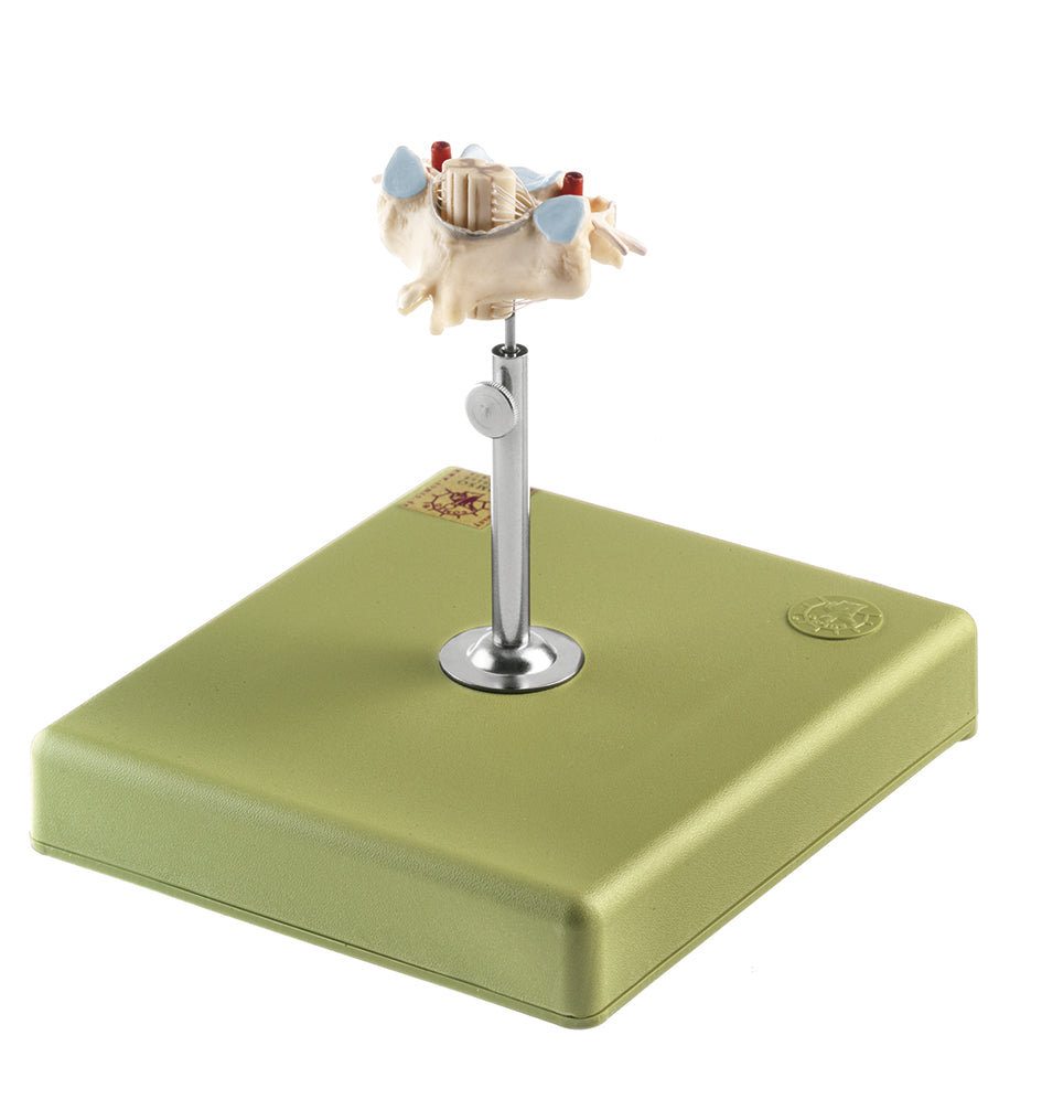 Cervical vertebra w. spinal nerves and vessels