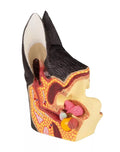 Dog ear, anatomical model with pathological conditions