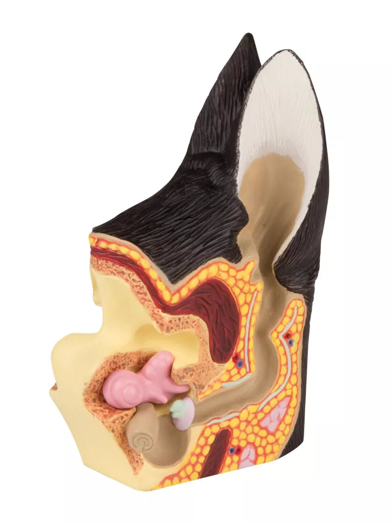 Hundeøre, anatomisk model m. patologiske tilstande