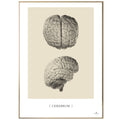 Anatomisk kunstplakat, cerebrum © eAnatomi